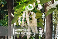 4 Cottonwood Tree Cuttings - Fast-Growing Deciduous Populus for Landscaping, Shade & Windbreaks