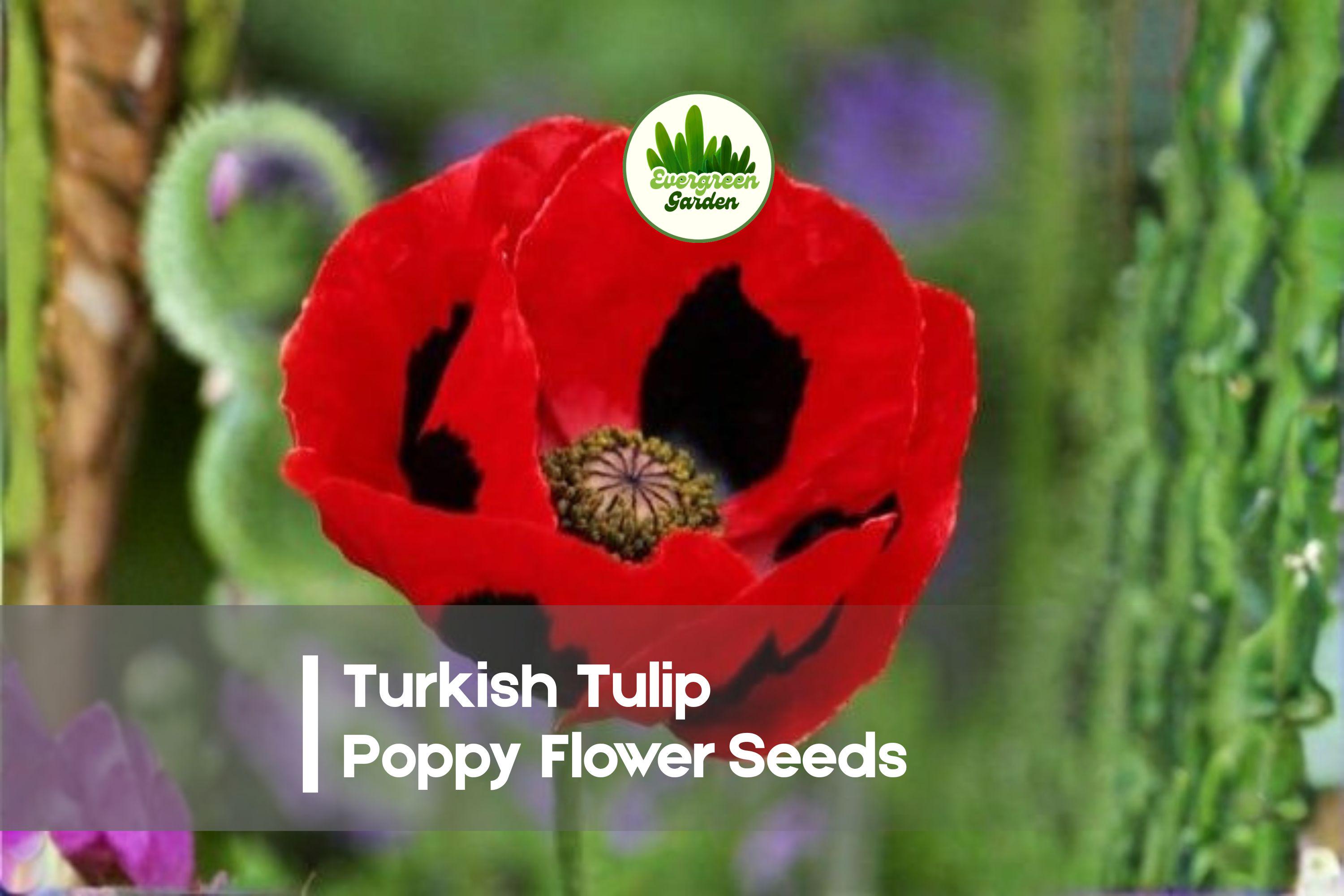 50 Turkish Tulip Poppy Flower Seeds | Ornamental Papaver glaucum | Tulip-Shaped Blooms for Gardens & Borders