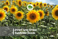 Dwarf Grey Stripe Sunflower Seeds Pack of 100 | Compact Helianthus annuus for Containers & Small Gardens