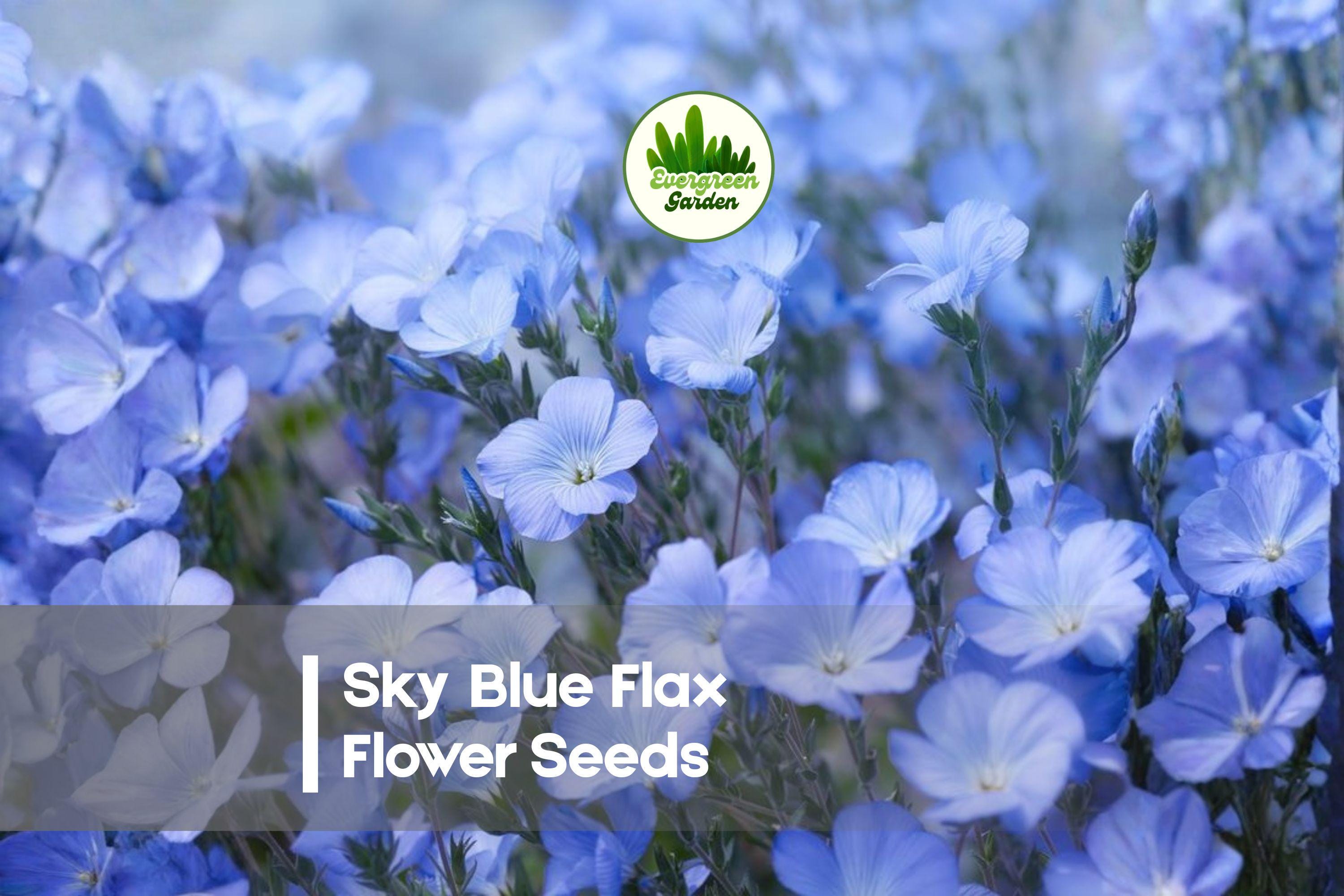 Sky Blue Flax Flower Seeds, 500 Pack, Linum perenne, Wildflower, Perennial, Blue Blooms, Pollinator-Friendly