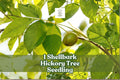 Shellbark Hickory Tree Seedling | Native Hardwood, Deciduous, Carya laciniosa for Landscaping & Restoration