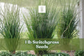 1 lb Switchgrass Seeds Panicum virgatum Native Prairie Grass for Landscaping, Restoration, Erosion Control