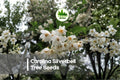 6 Carolina Silverbell Tree Seeds - Halesia carolina, Ornamental Deciduous Flowering Tree with White Bell Blooms for Landscaping