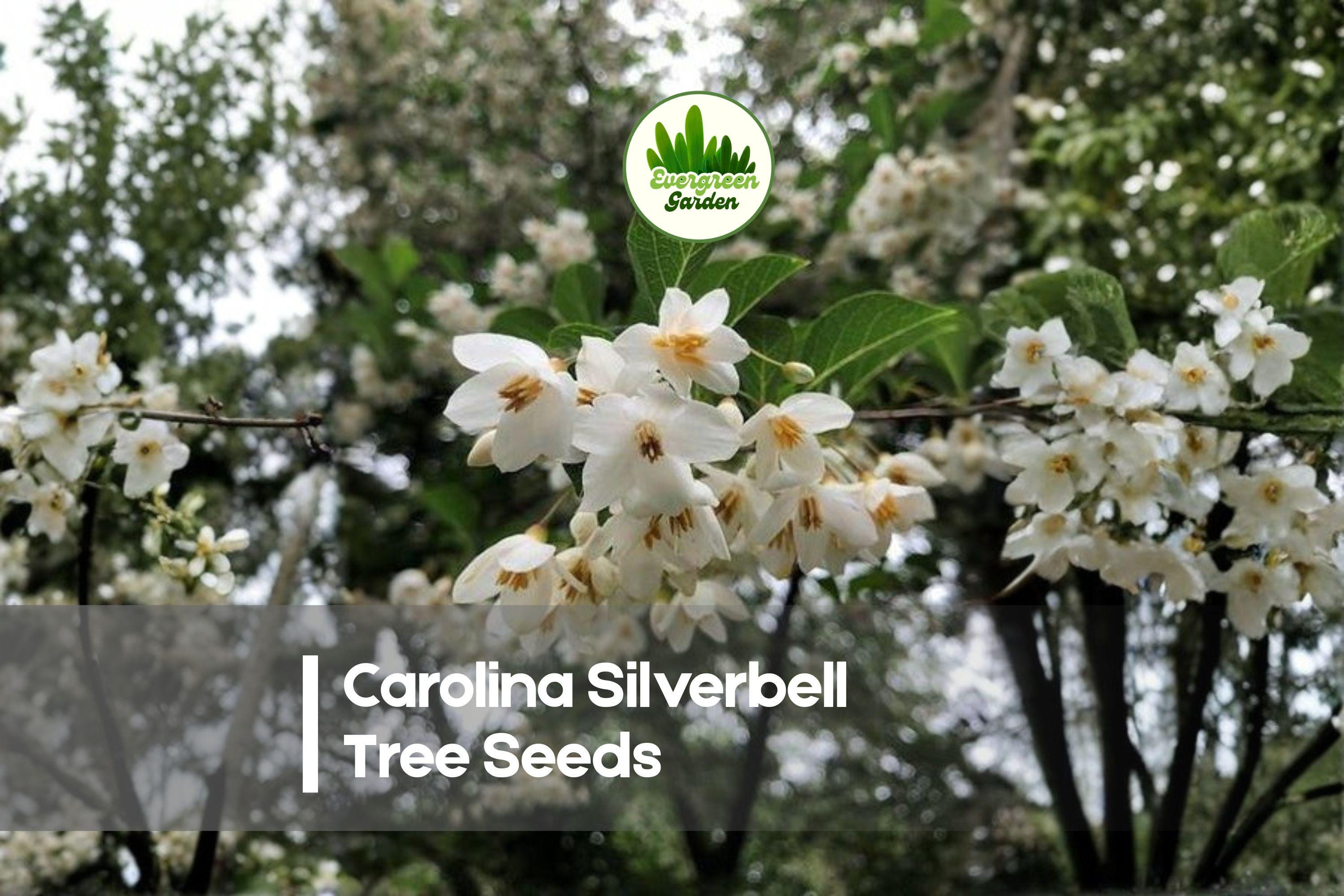 6 Carolina Silverbell Tree Seeds - Halesia carolina, Ornamental Deciduous Flowering Tree with White Bell Blooms for Landscaping