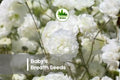 Baby's Breath Seeds 1,000 Gypsophila elegans for Borders, Bouquets & Dried Arrangements