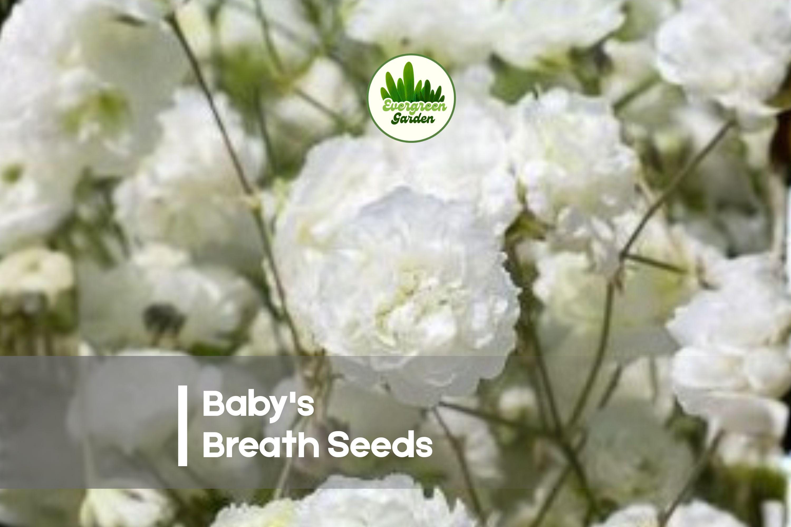 Baby's Breath Seeds 1,000 Gypsophila elegans for Borders, Bouquets & Dried Arrangements