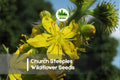 Wildflower Seeds - 100 Church Steeples Agrimonia eupatoria - Tall Yellow Spire Wildflowers for Meadows & Borders