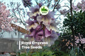 50 Royal Empress Tree Seeds - Fast-Growing Ornamental Paulownia tomentosa with Lavender Blooms and Broad Foliage