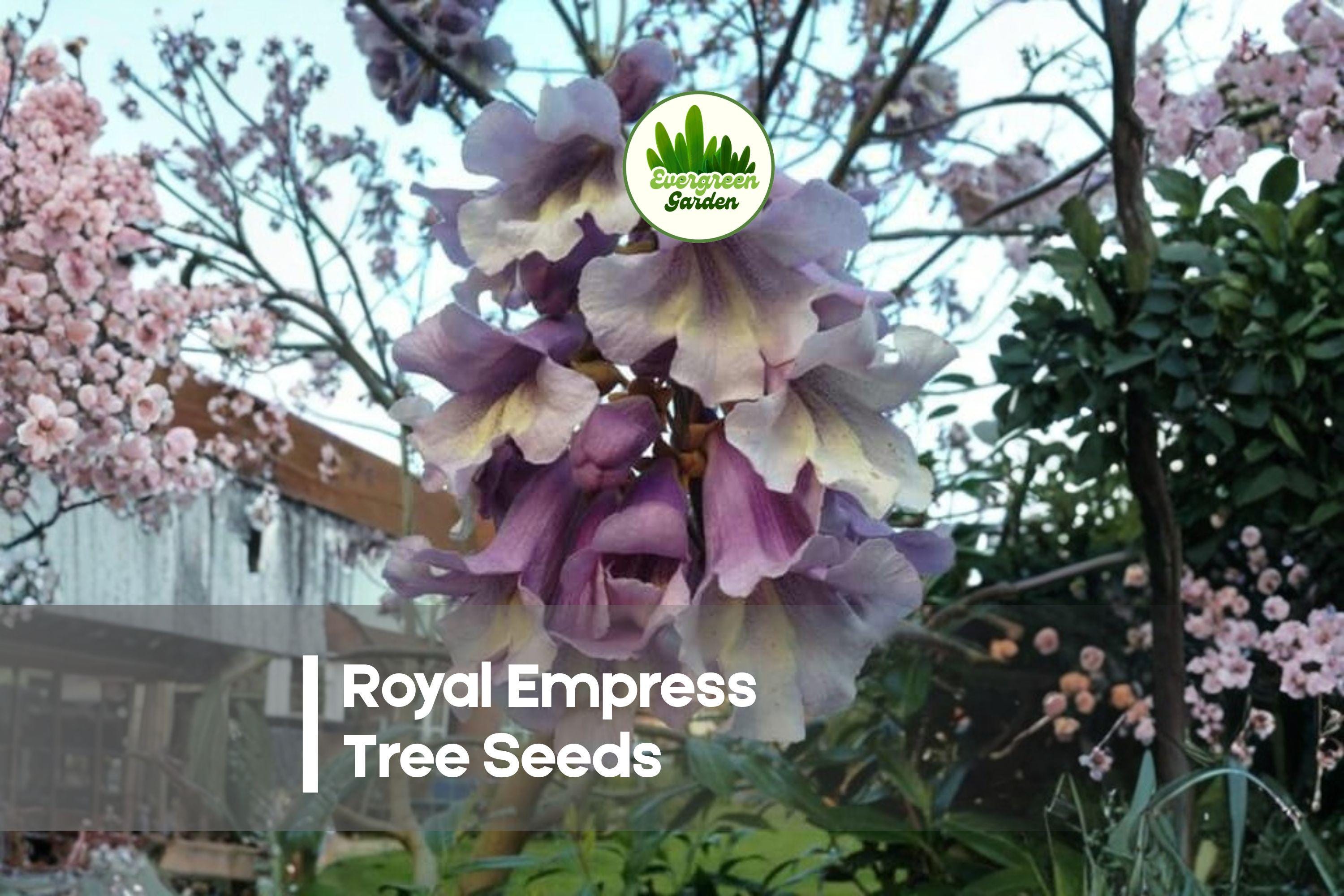 50 Royal Empress Tree Seeds - Fast-Growing Ornamental Paulownia tomentosa with Lavender Blooms and Broad Foliage