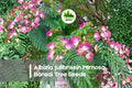 Albizia Julibrissin Bonsai Tree Seeds – Pink Silk Flowers, Fern-Like Foliage, Ornamental Flowering Tree, 20 Seeds