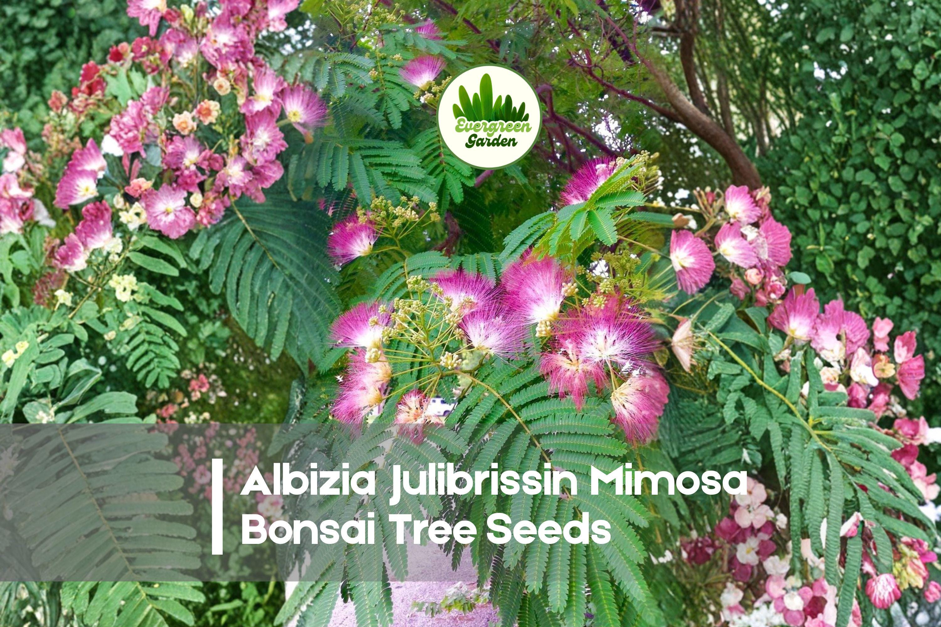 Albizia Julibrissin Bonsai Tree Seeds – Pink Silk Flowers, Fern-Like Foliage, Ornamental Flowering Tree, 20 Seeds