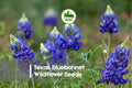 Texas Bluebonnet Seeds - Lupinus texensis Wildflower Pack for Native Gardens, Pollinator-Friendly, Spring Blooming, 100 Seeds