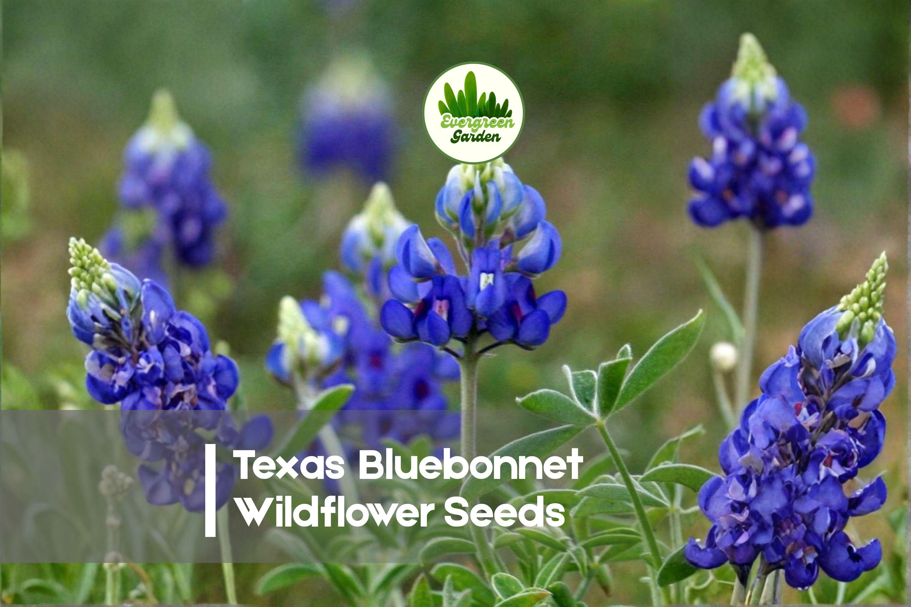 Texas Bluebonnet Seeds - Lupinus texensis Wildflower Pack for Native Gardens, Pollinator-Friendly, Spring Blooming, 100 Seeds