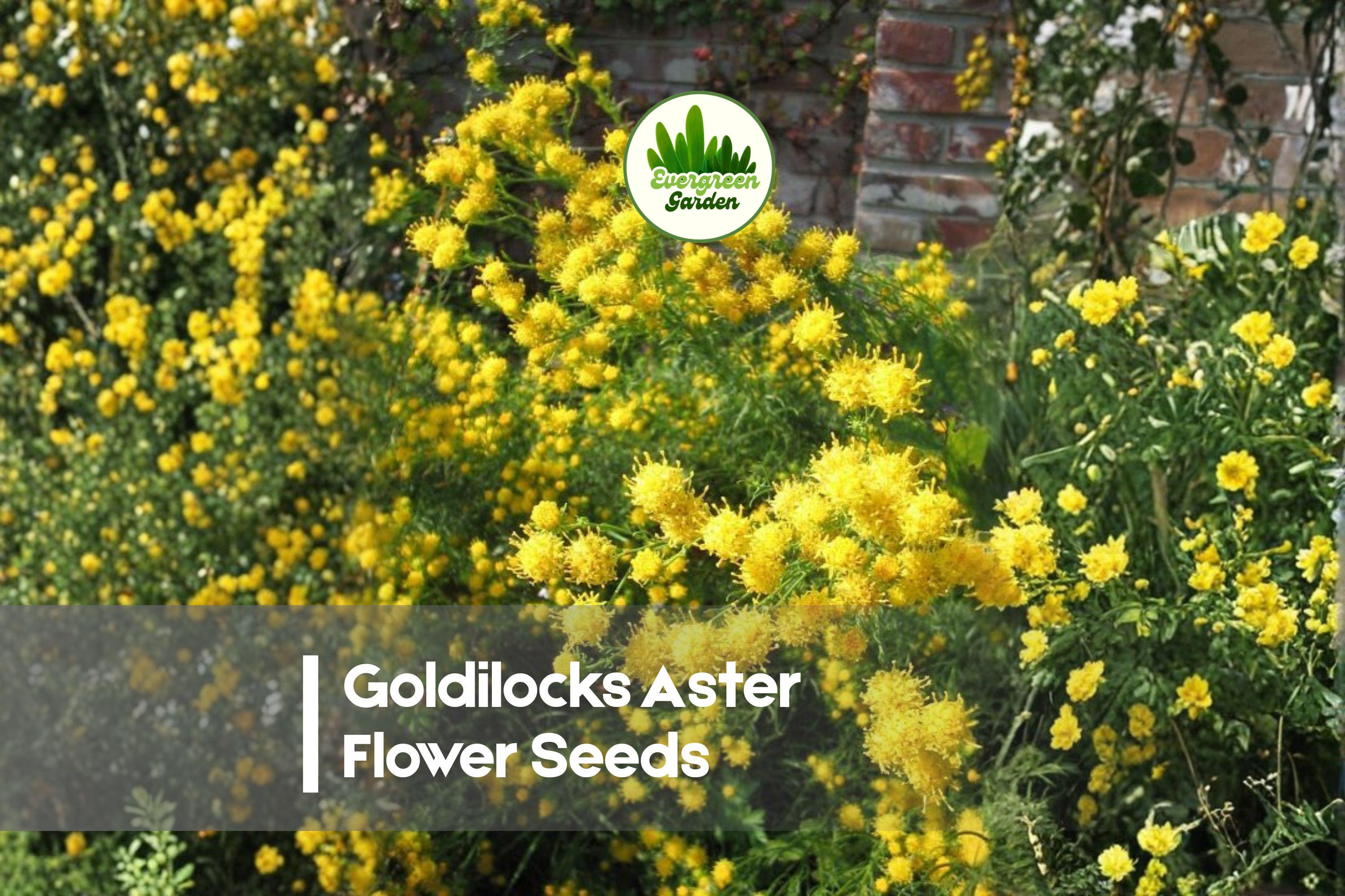 Goldilocks Aster Flower Seeds - 20 Pack Bright Yellow Daisy-Like Blooms Pollinator Friendly Annual/Perennial