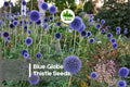Blue Globe Thistle Seeds - Echinops ritro Perennial for Borders, Pollinator Gardens & Dried Flowers