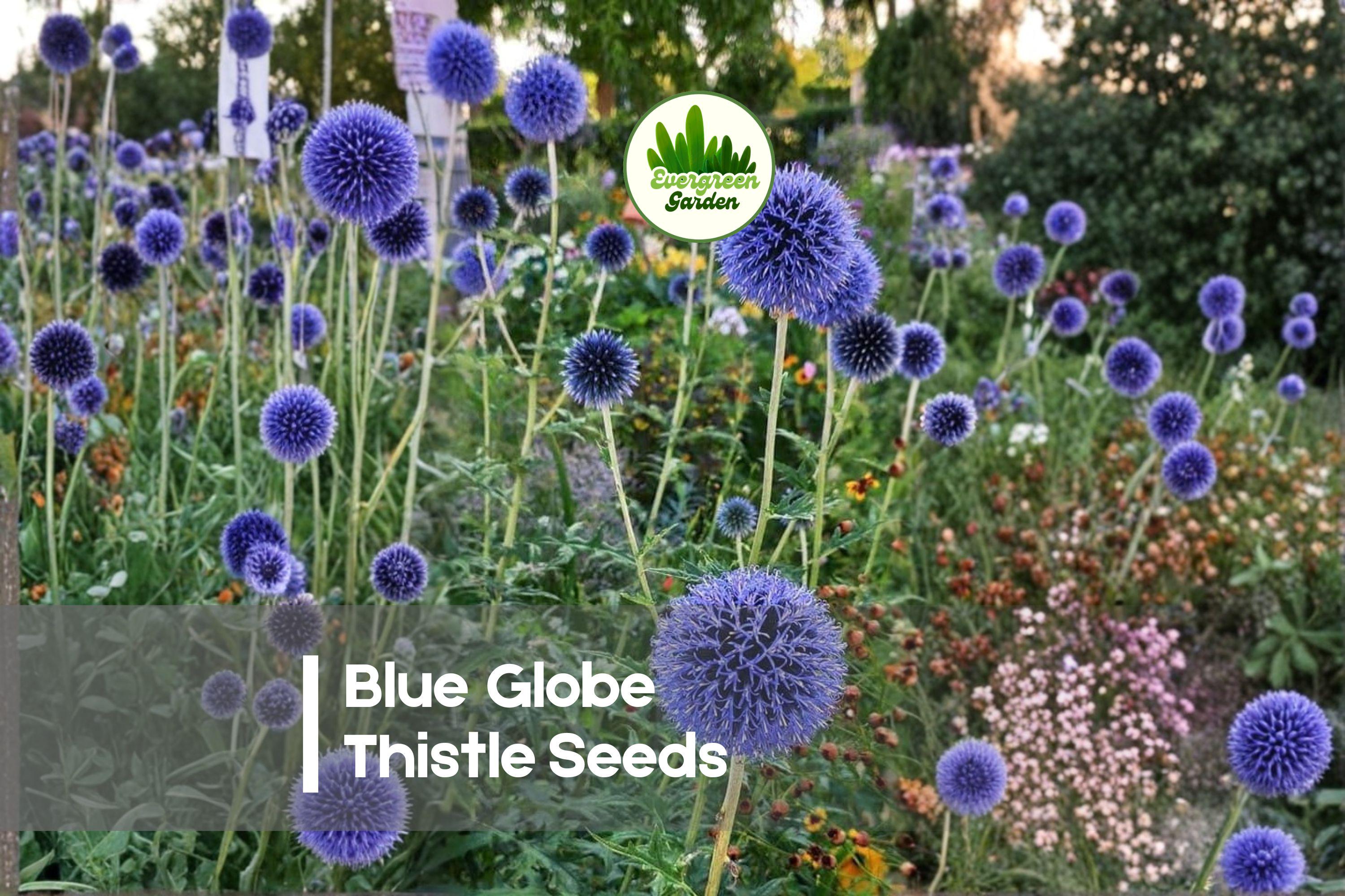 Blue Globe Thistle Seeds - Echinops ritro Perennial for Borders, Pollinator Gardens & Dried Flowers