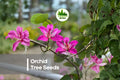 10 Orchid Tree Seeds - Bauhinia purpurea Butterfly Tree with Large Orchid-Like Flowers, Ornamental Foliage, Tropical Garden Plant