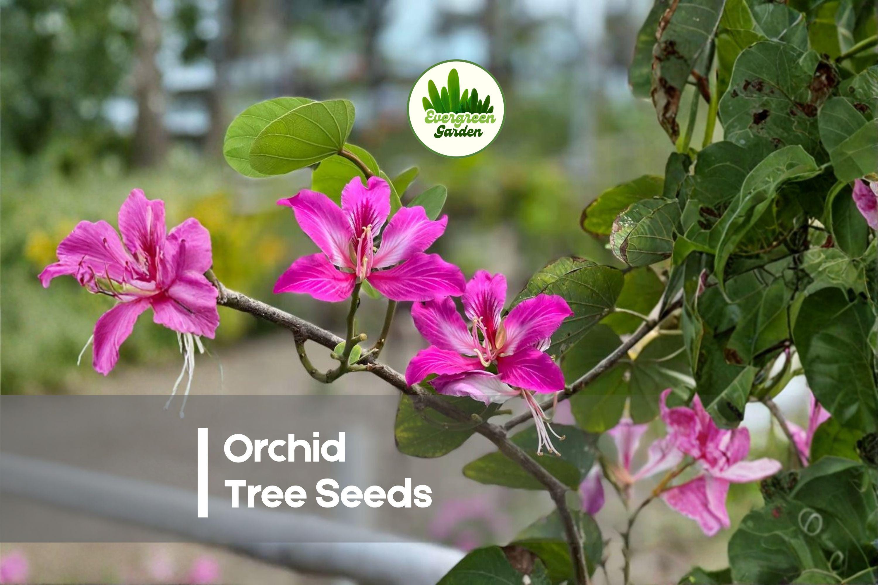 10 Orchid Tree Seeds - Bauhinia purpurea Butterfly Tree with Large Orchid-Like Flowers, Ornamental Foliage, Tropical Garden Plant
