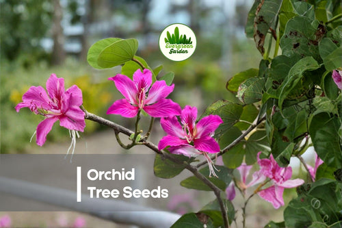 10 Orchid Tree Seeds - Bauhinia purpurea Butterfly Tree with Large Orchid-Like Flowers, Ornamental Foliage, Tropical Garden Plant