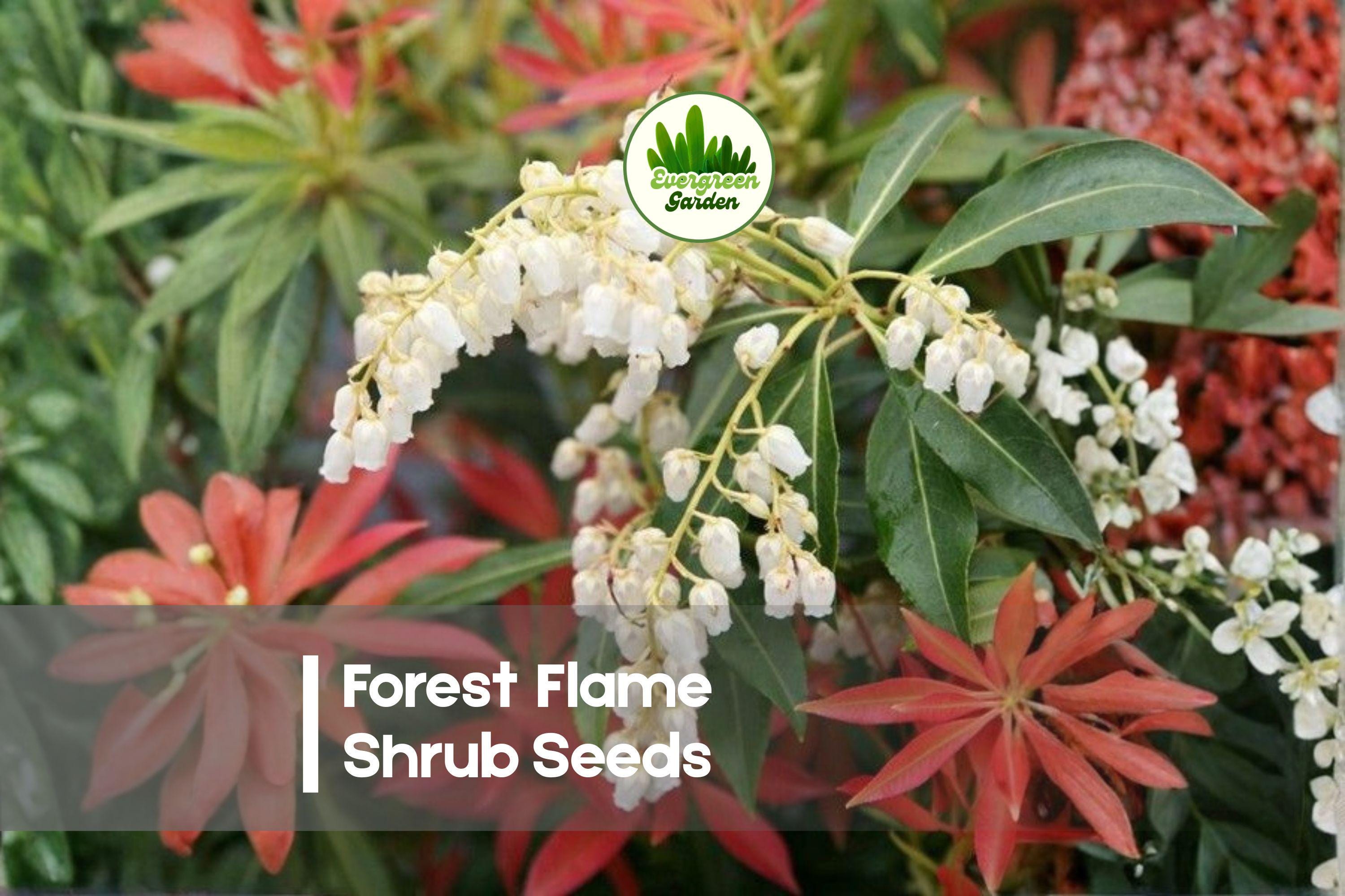 30 Forest Flame Shrub Seeds - Evergreen Pieris japonica with Vibrant Red New Foliage for Gardens & Hedges