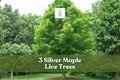 3 Silver Maple Live Trees | Acer saccharinum | Fast Growing Deciduous Shade Trees for Landscaping