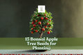 15 Bonsai Apple Tree Seeds | Malus domestica Mini Fruit Tree for Container & Indoor Growing