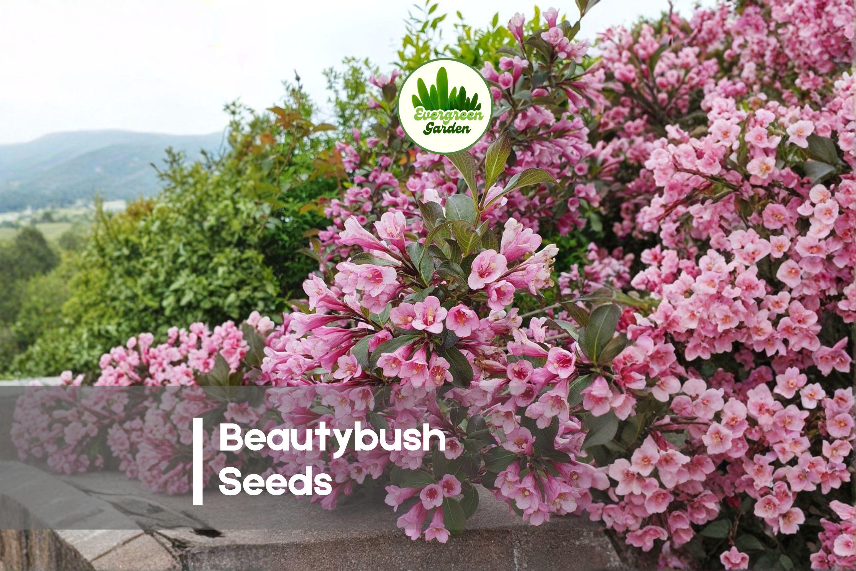20 Beautybush Seeds - Kolkwitzia amabilis Flowering Shrub with Pink Spring Blooms, Ornamental Garden Plant