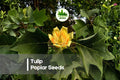 25 Tulip Poplar Tree Seeds | Fast-Growing Shade Tree with Tulip-Shaped Flowers | Liriodendron tulipifera
