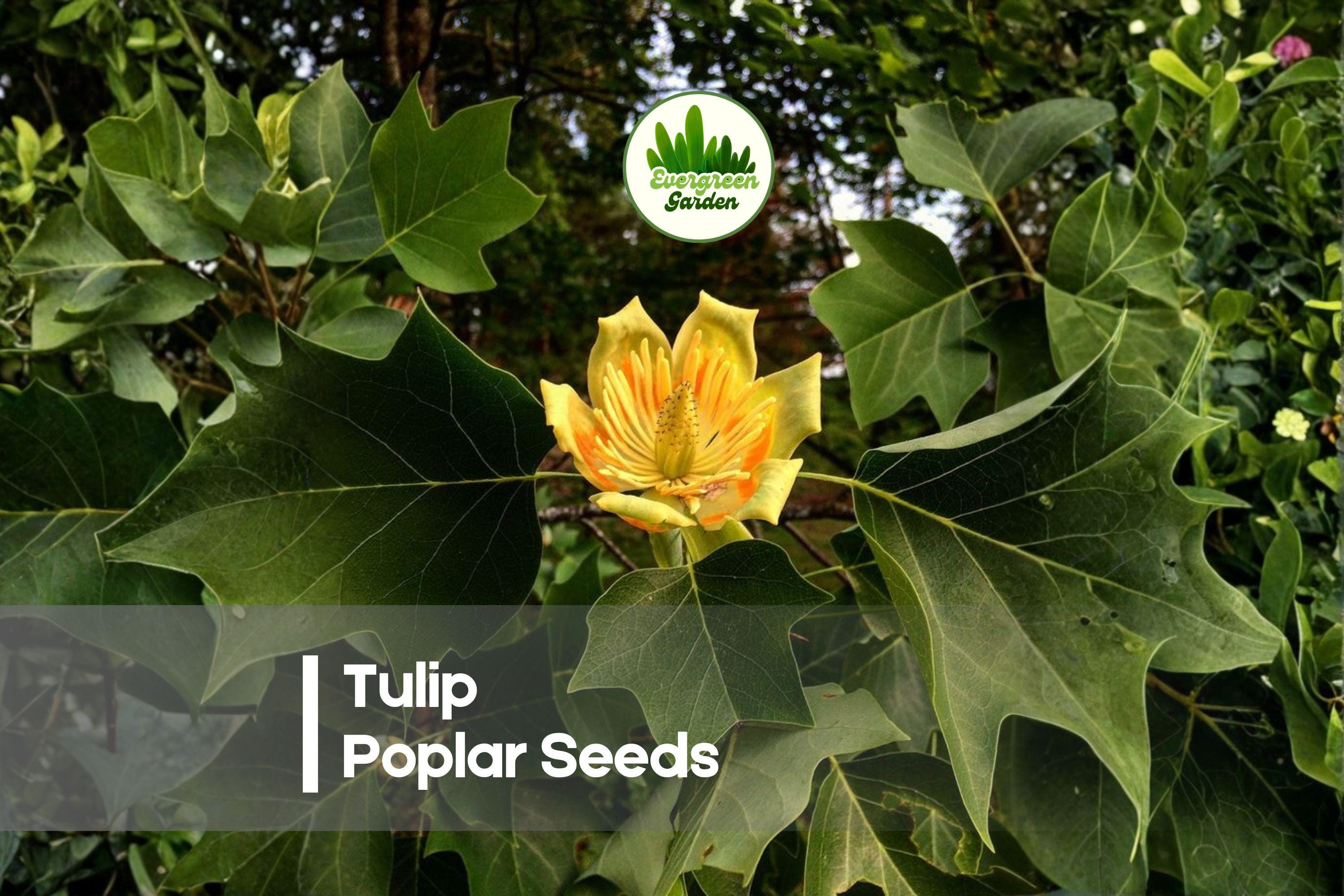 25 Tulip Poplar Tree Seeds | Fast-Growing Shade Tree with Tulip-Shaped Flowers | Liriodendron tulipifera