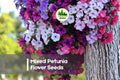 1000 Mixed Petunia Flower Seeds | Vibrant Colors, Continuous Blooms, Easy Grow | Petunia hybrida Annual Garden Seeds