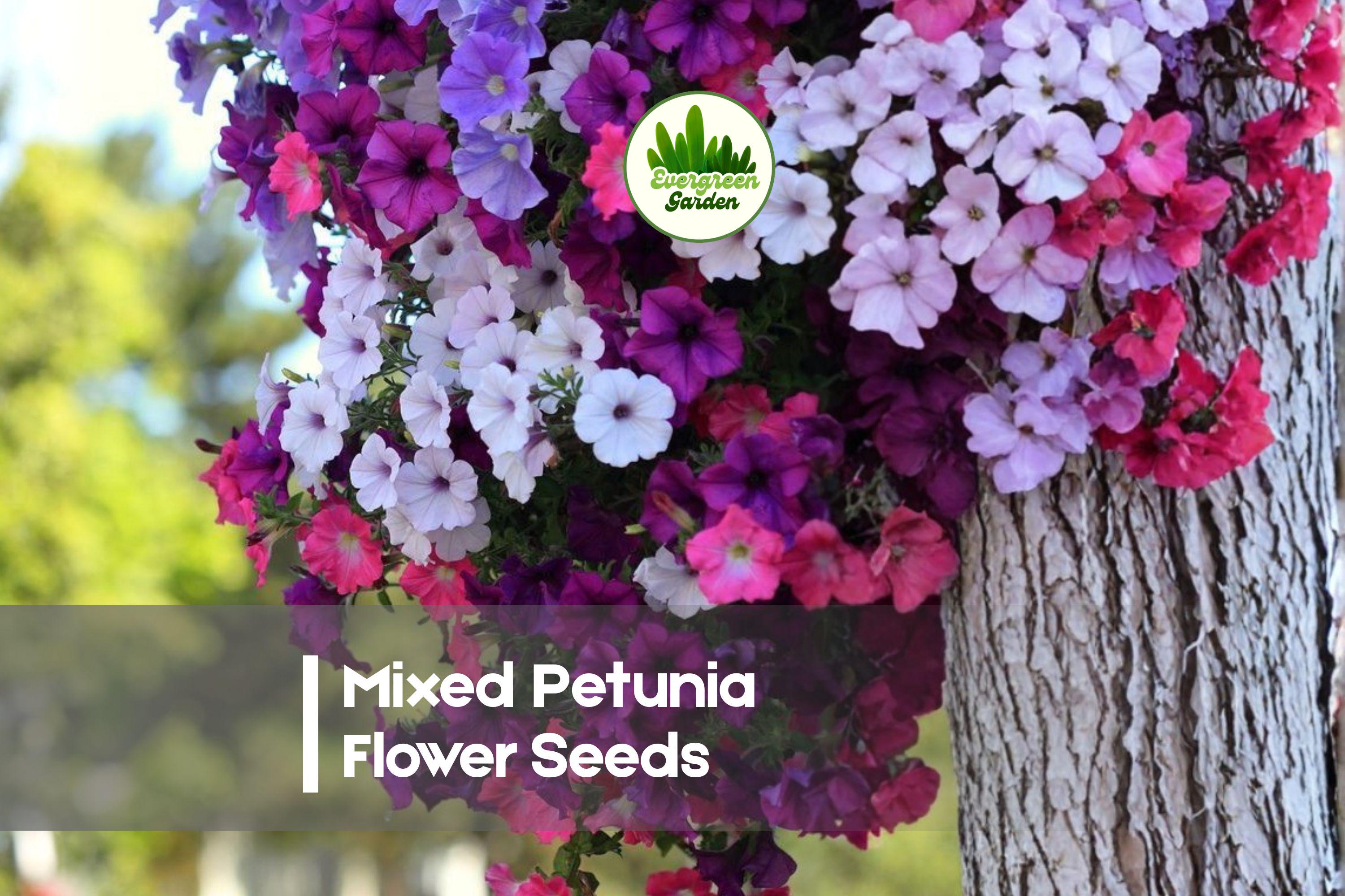 1000 Mixed Petunia Flower Seeds | Vibrant Colors, Continuous Blooms, Easy Grow | Petunia hybrida Annual Garden Seeds