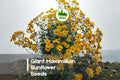 200+ Maximilian Sunflower Seeds | Tall Perennial Helianthus maximiliani for Pollinator Gardens & Borders
