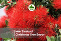 40 Pohutukawa Tree Seeds - New Zealand Christmas Tree, Evergreen Flowering, Metrosideros excelsa, Red Blooms, Coastal Garden