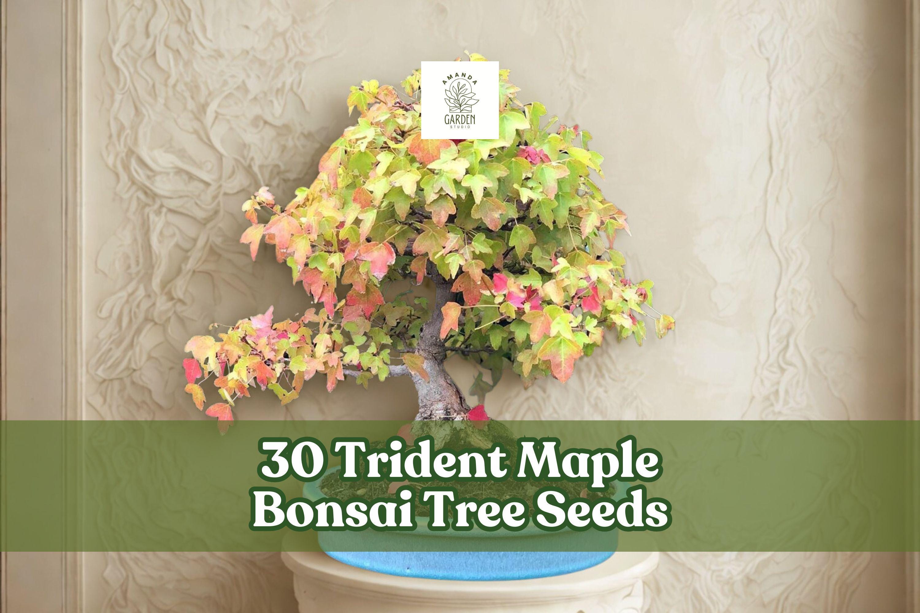 30 Trident Maple Bonsai Tree Seeds | Acer buergerianum | Deciduous Bonsai for Containers & Outdoor Growth
