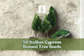 Italian Cypress Bonsai Tree Seeds – 50 Pack, Cupressus sempervirens, Evergreen Conifer for Bonsai & Container Gardening