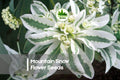 Mountain Snow Flower Seeds - 50 White Blooming Perennial Seeds for Garden Beds & Borders