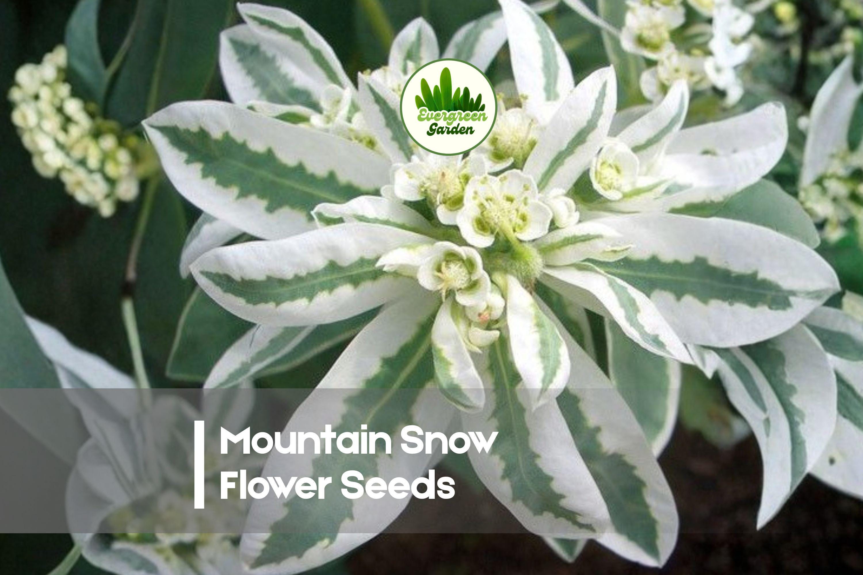 Mountain Snow Flower Seeds - 50 White Blooming Perennial Seeds for Garden Beds & Borders