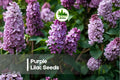 Purple Lilac Seeds, Syringa vulgaris, Fragrant Spring Blooms, Hardy Ornamental Shrub, Garden and Landscape Planting
