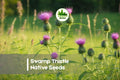 100 Swamp Thistle Seeds - Native Wildflower, Purple Blooms, Pollinator Friendly, Cirsium muticum, Wet Soil Tolerant