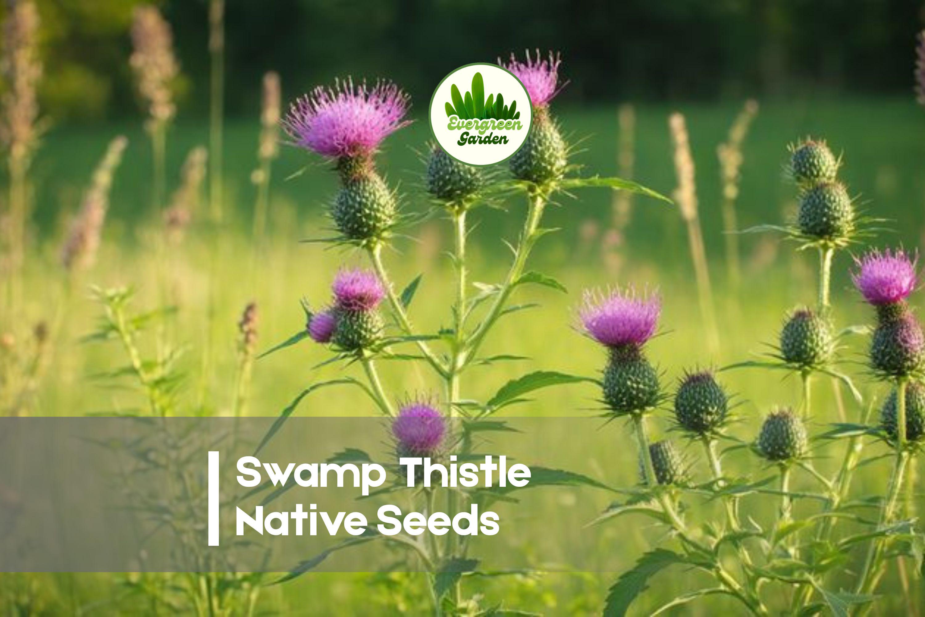100 Swamp Thistle Seeds - Native Wildflower, Purple Blooms, Pollinator Friendly, Cirsium muticum, Wet Soil Tolerant