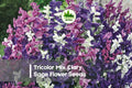100 Tricolor Mix Clary Sage Flower Seeds | Salvia sclarea | Ornamental, Pollinator-Friendly, Tall Flowering Stems