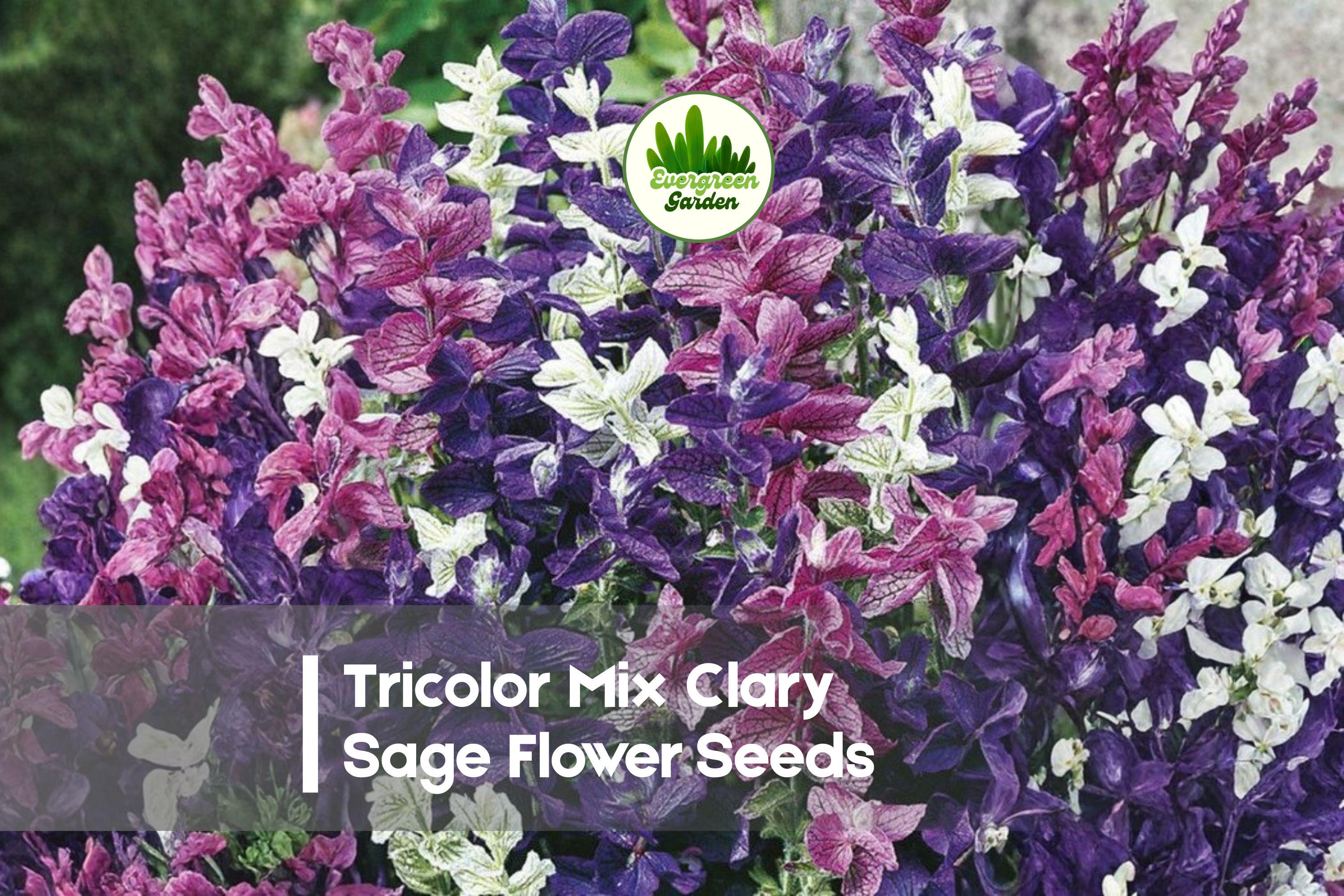 100 Tricolor Mix Clary Sage Flower Seeds | Salvia sclarea | Ornamental, Pollinator-Friendly, Tall Flowering Stems