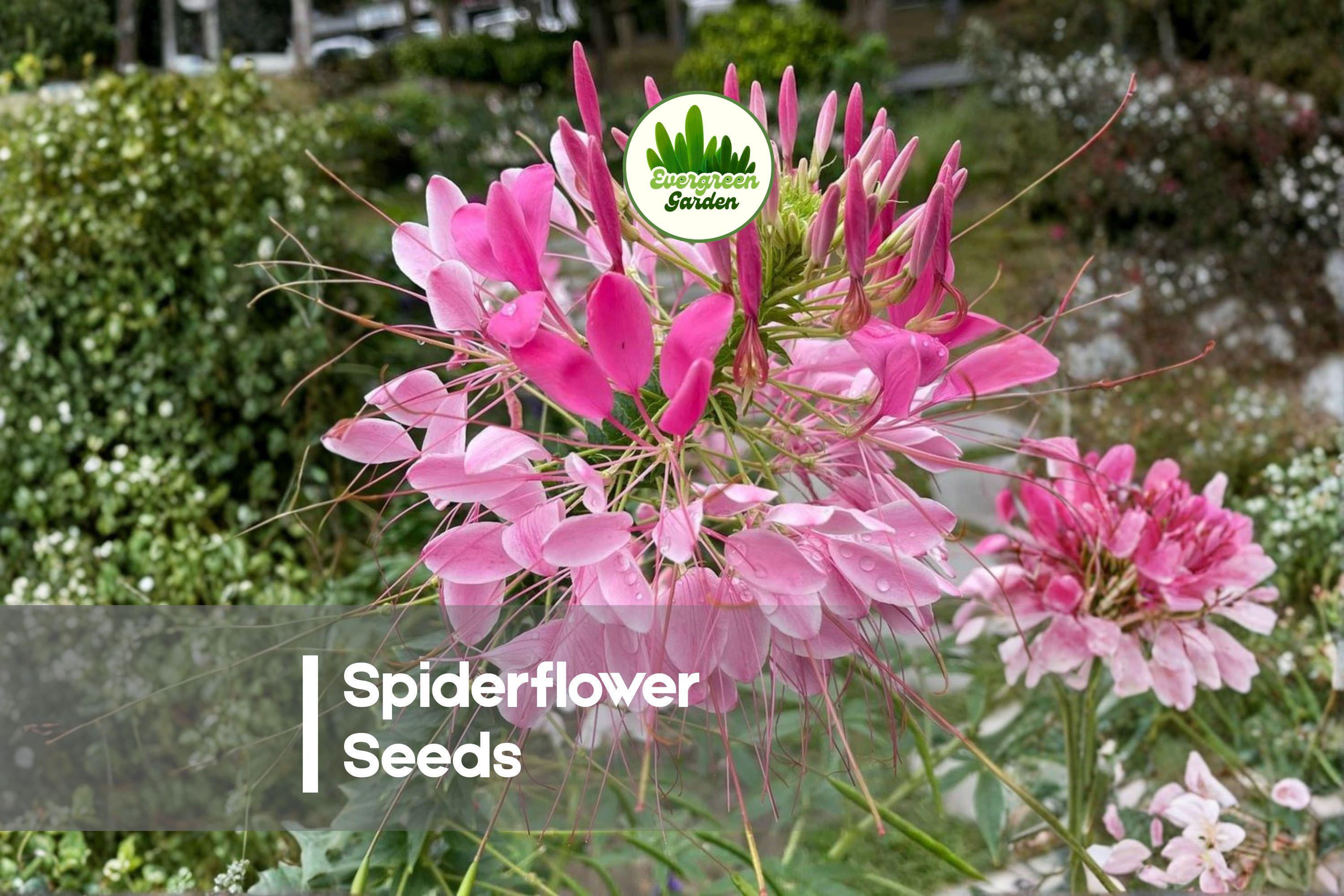 500 Spiderflower Seeds - Mixed Colors, Cleome hassleriana, Tall Annual Flower for Borders and Garden Beds