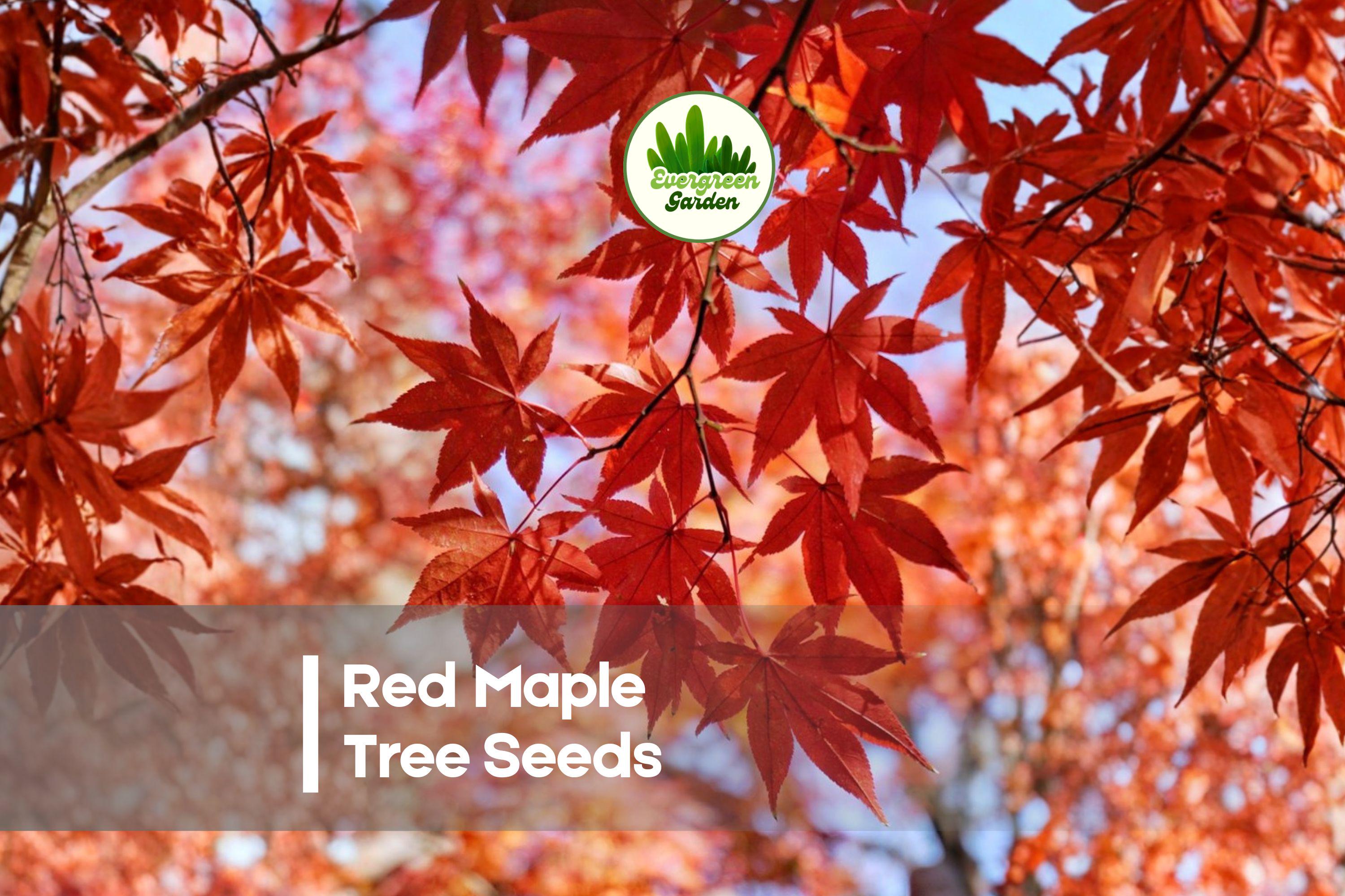Red Maple Tree Seeds - 50 Premium Acer rubrum for Landscaping, Ornamental Shade, Vibrant Red Foliage