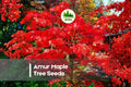 30 Amur Maple Tree Seeds - Acer tataricum var. ginnala, Ornamental Deciduous Tree for Landscaping & Bonsai