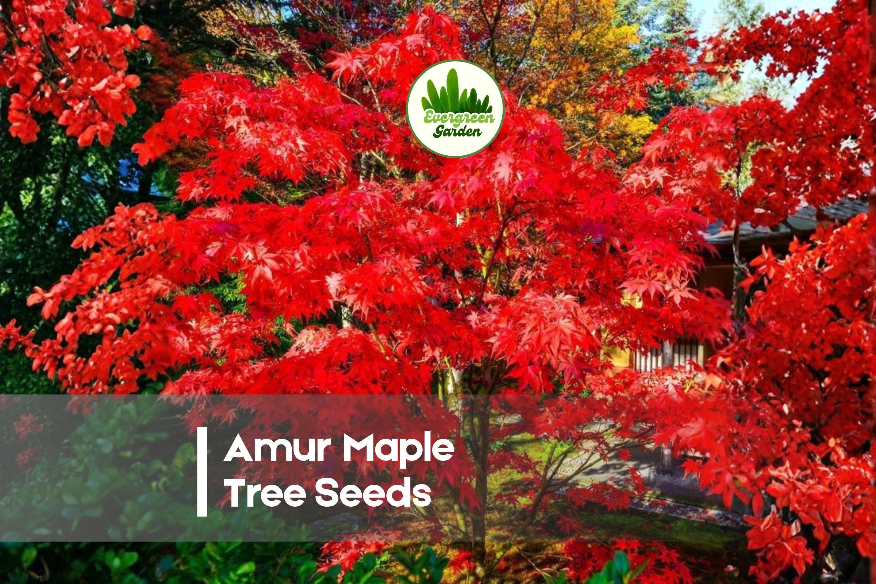 30 Amur Maple Tree Seeds - Acer tataricum var. ginnala, Ornamental Deciduous Tree for Landscaping & Bonsai