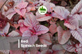 Red Spinach Seeds - 500 Pack, Fast-Growing Edible Greens, Vibrant Red Leaves, Amaranthus Species for Garden Beds & Containers