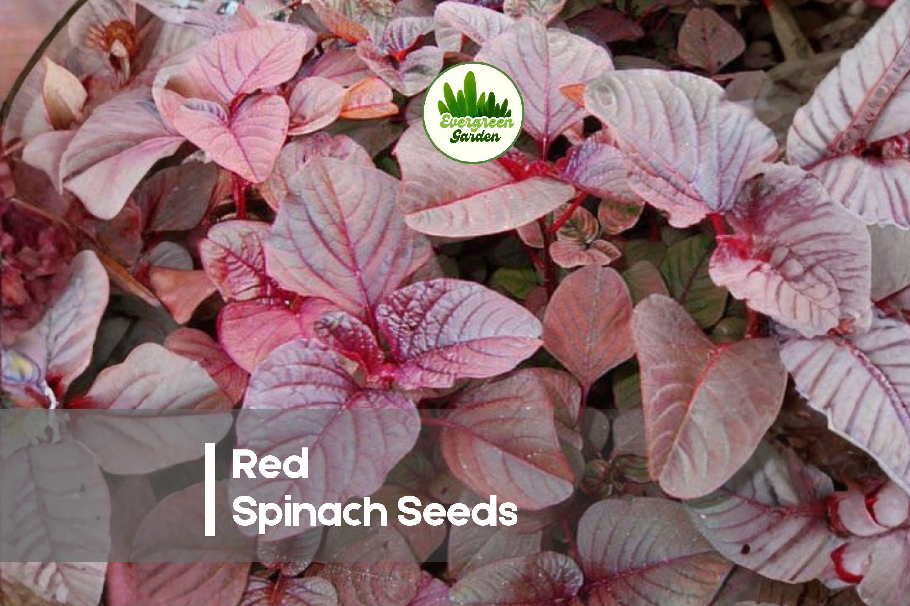 Red Spinach Seeds - 500 Pack, Fast-Growing Edible Greens, Vibrant Red Leaves, Amaranthus Species for Garden Beds & Containers