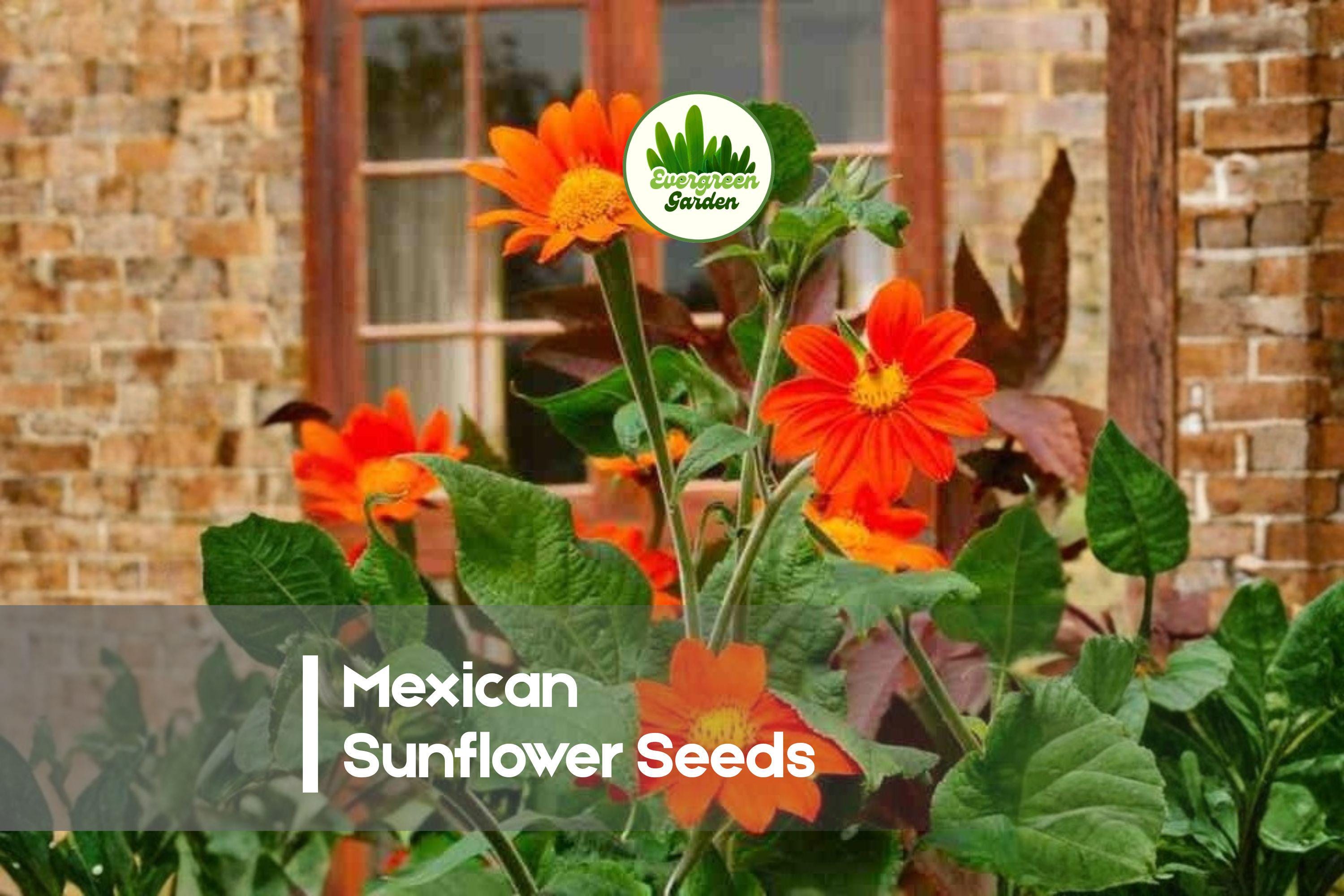 100+ Mexican Sunflower Seeds Tithonia rotundifolia Bright Orange Blooms Pollinator Attracting Annual