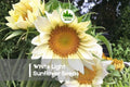 White Light Sunflower Seeds - 20 Pack, Helianthus annuus, Rare Pale White Flower, Easy to Grow, Pollinator & Cut Flower Plant